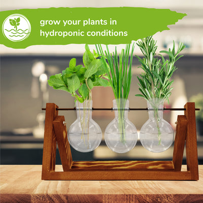 Bulb Vase Glass Planters