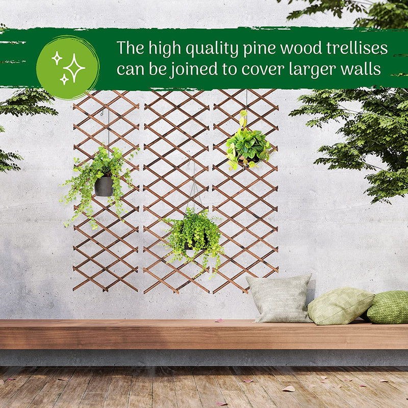 Garden Trellis for Climbing Plant